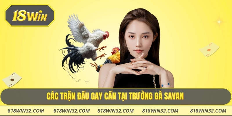 Các trận đấu gay cấn tại trường gà Savan