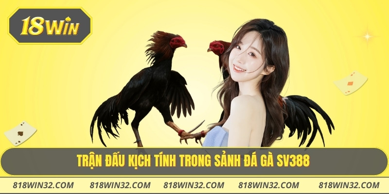 Trận đấu kịch tính trong sảnh đá gà sv388